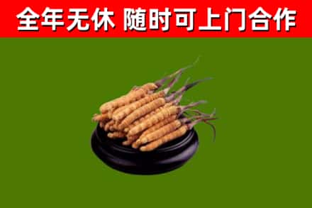太和区回收冬虫夏草